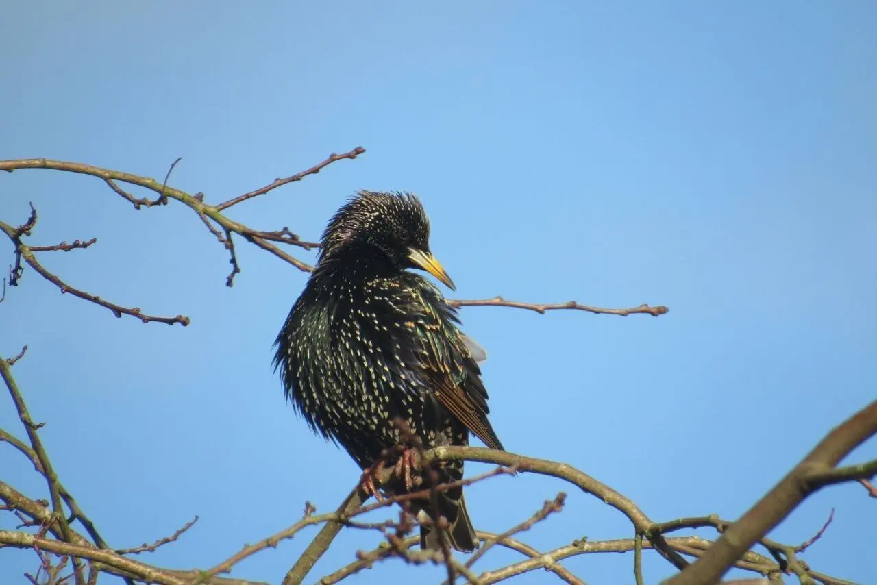 How-to-Get-Rid-of-Starlings